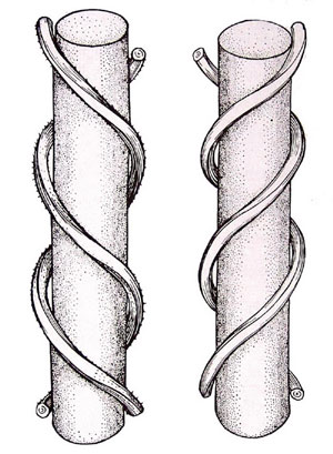 斯藤恩的经典著作《植物学拉丁文》中的一幅插图。左侧的螺旋是左旋的，右侧的螺旋是右旋的