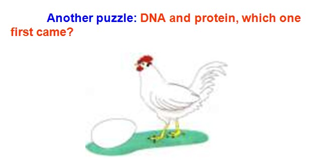 DNA和蛋白质出现顺序，如同鸡和蛋的先后之争