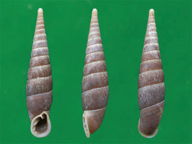 产自湖南的司氏丽管螺是右旋螺