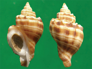 右旋的卡民氏峨螺 Neptunea cumingi 也有左旋的例子