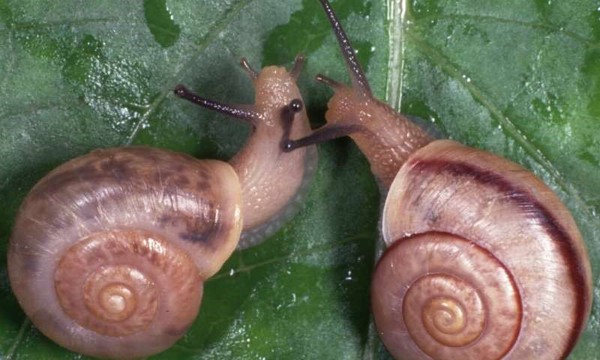 具有右旋 (dextral, 左侧) 和左旋 (sinistral, 右侧)结构的“同型巴蜗牛(bradybaena similaris)”