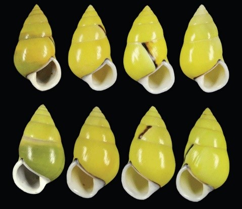 Amphidromus螺的左旋和右旋螺壳，罕见地呈现出左右旋比例相等的情况