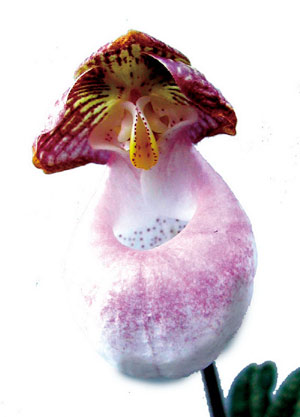 兰科植物硬叶兜兰的花具有近似的左右对称性